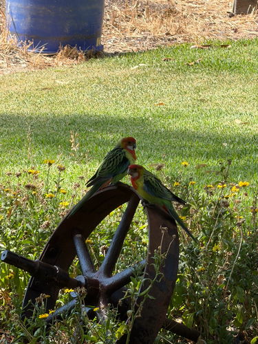 Eastern Rosella