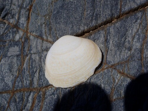 Gafrarium dispar observed 2026-02-17