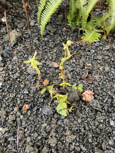 Spermacoce prostrata observed 2026-02-16