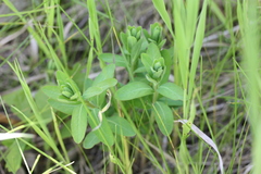 Comandra umbellata