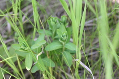 Comandra umbellata