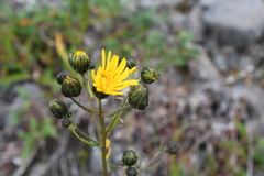 Hieracium putoranicum