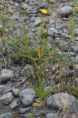 Hieracium putoranicum
