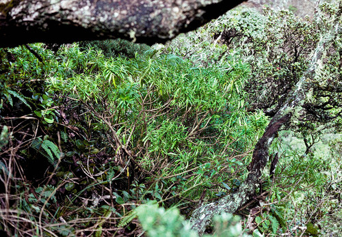 Dubautia hanaulaensis