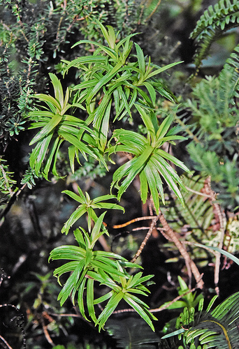 Dubautia hanaulaensis