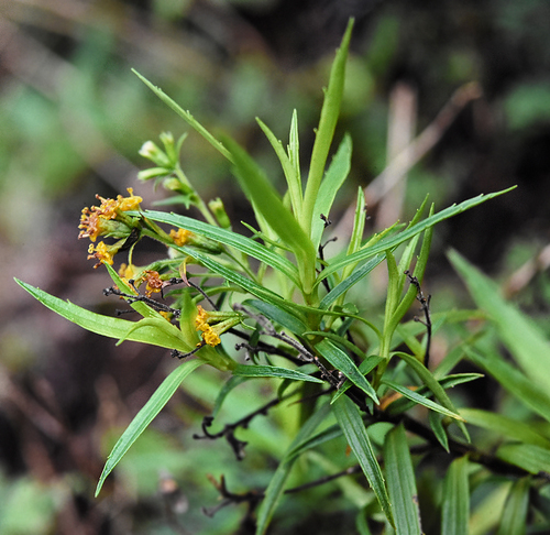 Dubautia hanaulaensis