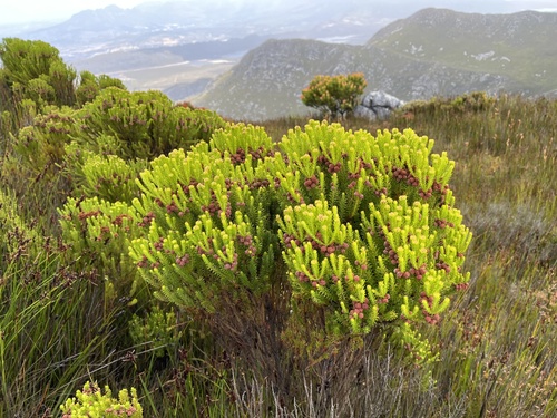 Minihead Kolkol (Berzelia dregeana)