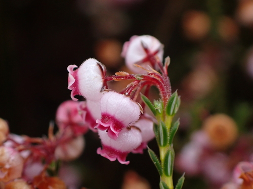 Erica cincta thumbnail