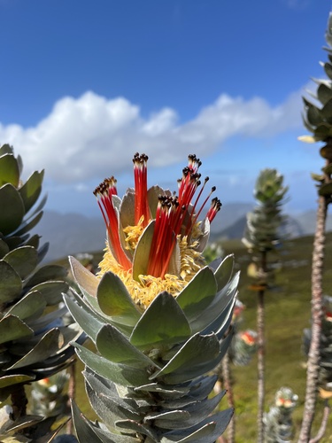 Matchstick Pagoda (Mimetes hottentoticus)