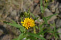 Hieracium putoranicum
