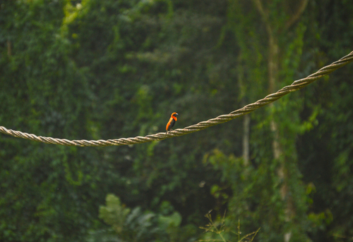 Black-winged Bishop