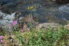 Hieracium putoranicum