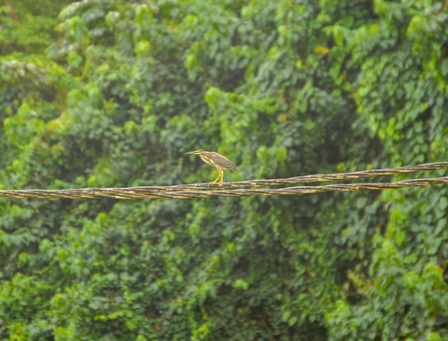 Little Heron