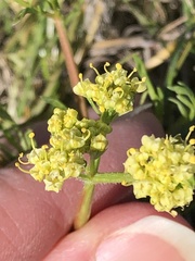 Lomatium caruifolium caruifolium