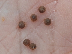 Strobilops labyrinthicus