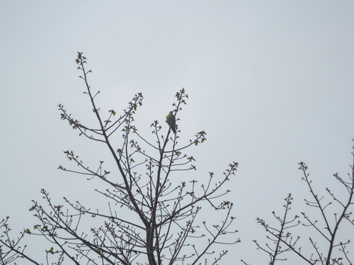 African Green-Pigeon