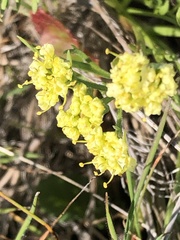 Lomatium caruifolium caruifolium