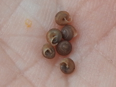 Strobilops labyrinthicus