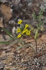 Lomatium ambiguum