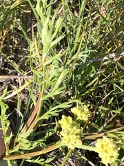 Lomatium caruifolium caruifolium