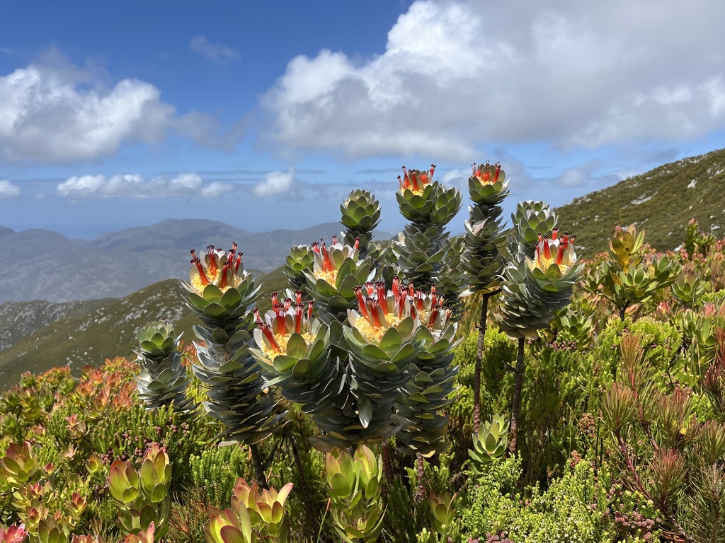 Mimetes hottentoticus; photograph (c) Ren Hoekstra, some rights reserved (CC BY)