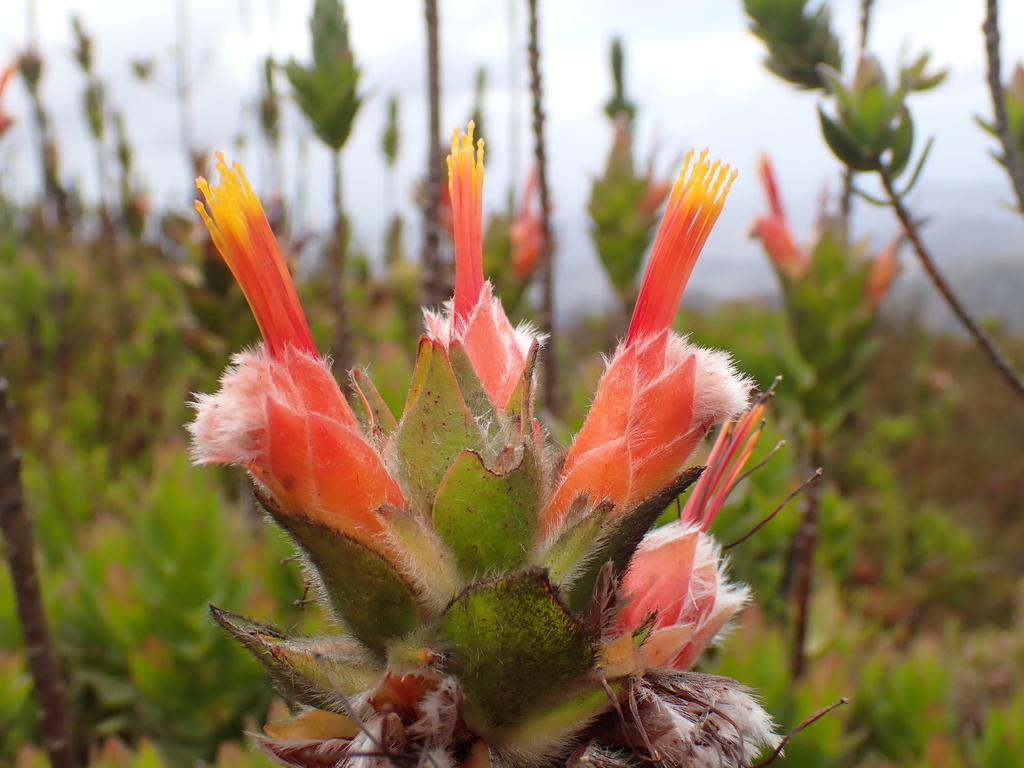 Mimetes capitulatus; photograph (c) Ren Hoekstra, some rights reserved (CC BY)