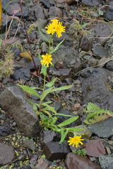 Hieracium putoranicum