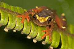 Dendropsophus sarayacuensis