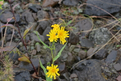 Hieracium putoranicum