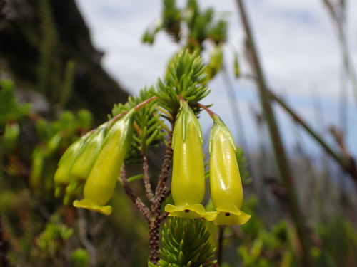 Genadendal Heath (Erica vallis)
