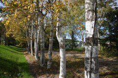 Betula platyphylla