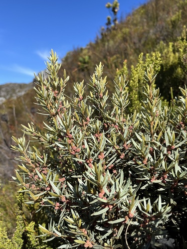 Common Sillyberry (Grubbia tomentosa)