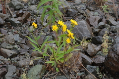 Hieracium putoranicum