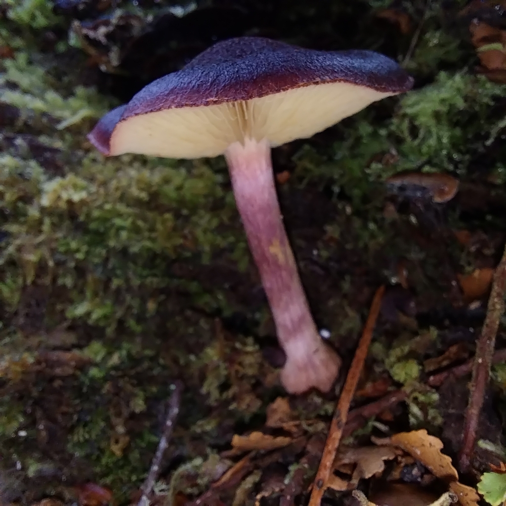 Gymnopilus purpuratus · February 2026 · photo: © kiwialli (iNaturalist, cc-by)