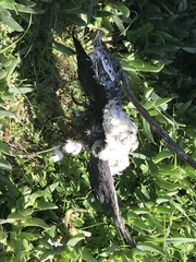 Podiceps nigricollis