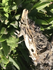 Podiceps nigricollis