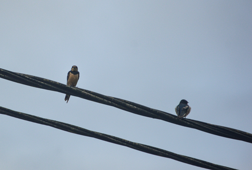 Barn Swallow