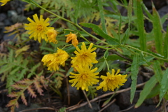 Hieracium putoranicum