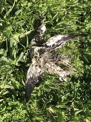 Podiceps nigricollis