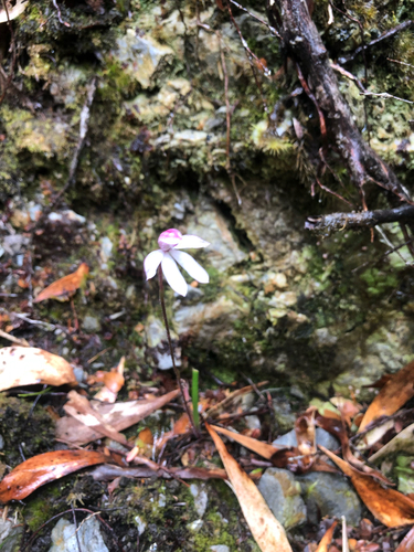 mountain caladenia (Caladenia alpina)