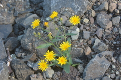 Hieracium putoranicum