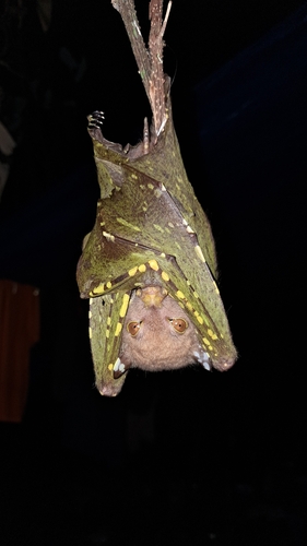 Nyctimene cephalotes