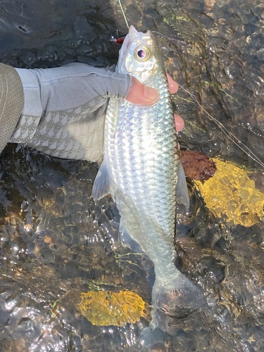 Bigeye tetra (Alestes macrophthalmus) — Alestidae