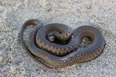 Thamnophis validus