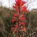 Castilleja affinis - Photo (c) smfang,  זכויות יוצרים חלקיות (CC BY-NC), uploaded by smfang