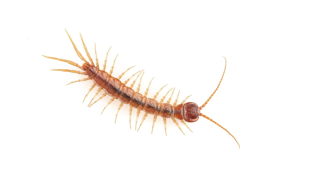 Gosibius paucidens