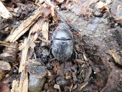 Geotrupes blackburnii