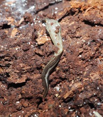 Australopacifica gelatinosa