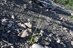 Hieracium subfariniramum