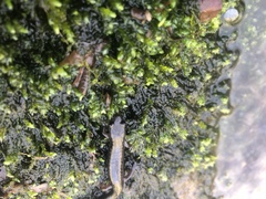 Plethodontinae
